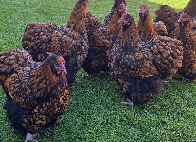 Інкубаційне яйце (курчата). Орпінгтон: лаванда- фото № 1