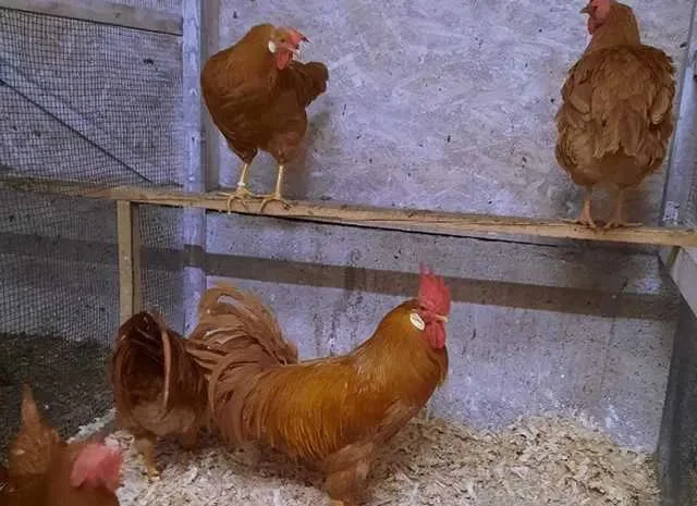 Інкубаційне яйце (курчата). Леггорн: палевий- фото № 1