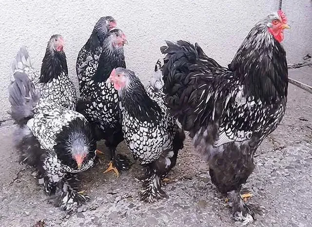 Інкубаційне яйце (курчата). Брама: срібло, лимон- фото № 1