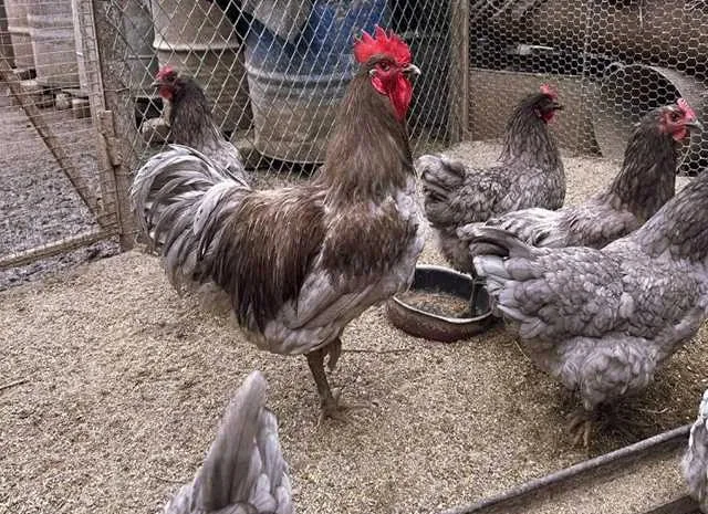 Інкубаційне яйце (курчата). Джерсійський гігант- фото № 1