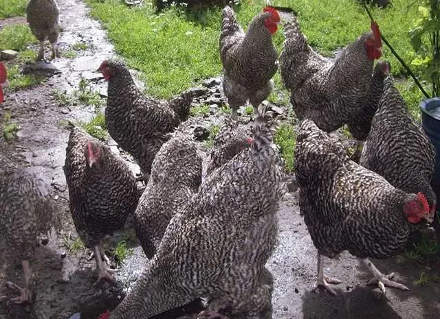 Інкубаційне яйце (курчата).Мехеленська зозуля- фото № 1