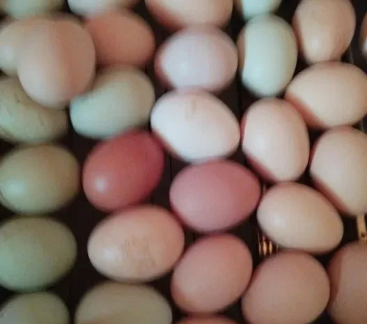 Інкубаційне яйце Мікс куряче- фото № 1