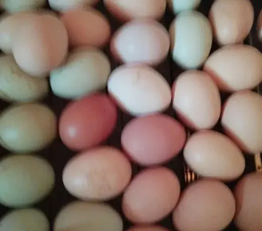 Инкубационное яйцо Микс куриное- фото № 1