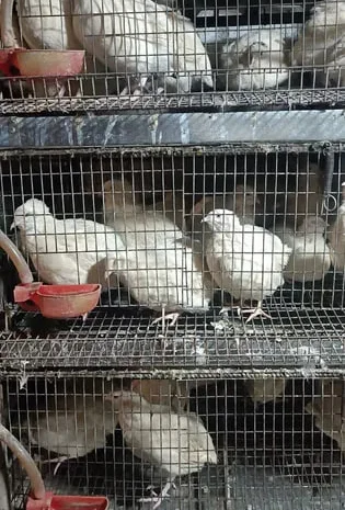 Яйце перепелине інкубаційне. Порода "Техас"- фото № 1