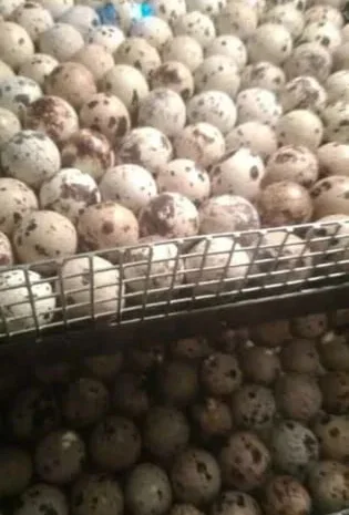 Яйця інкубаційні перепелині. Яйце. Яйце перепела- фото № 1