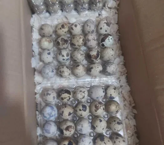 Інкубаційне перепелинне яйце . Яйця перепілячі- фото № 1