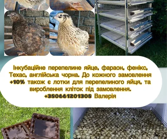 Перепелине інкубаційне яйце 4 порід- фото № 1