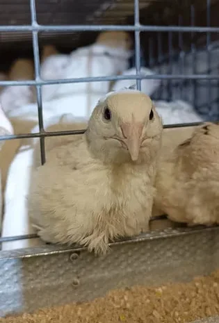 Перепелині яйця, інкубаційні- фото № 1