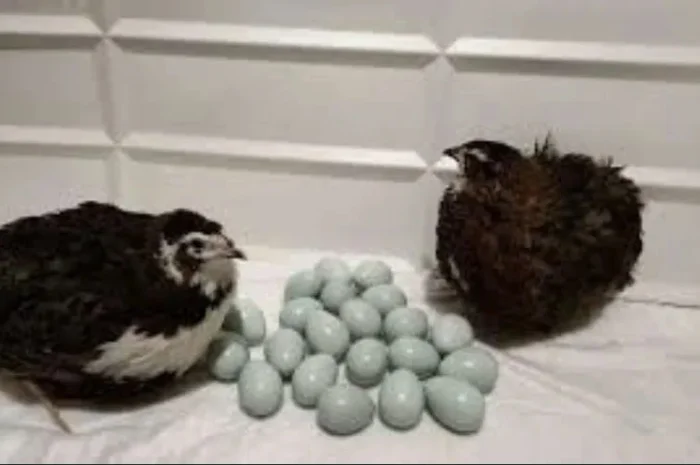 Інкубаційні яйця перепілок- фото № 1