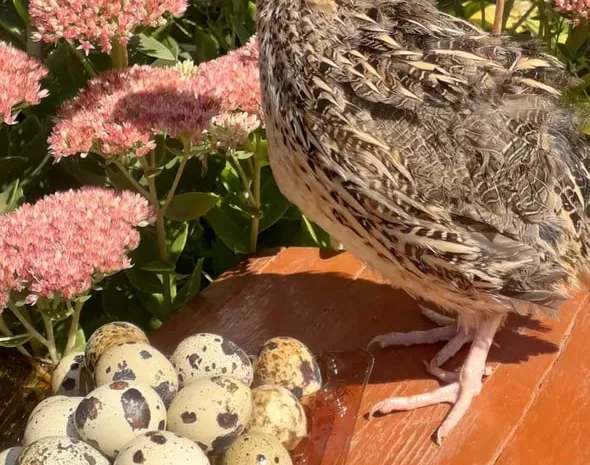 Продам ІНКУБАЦІЙНЕ яйце перепелине- фото № 1