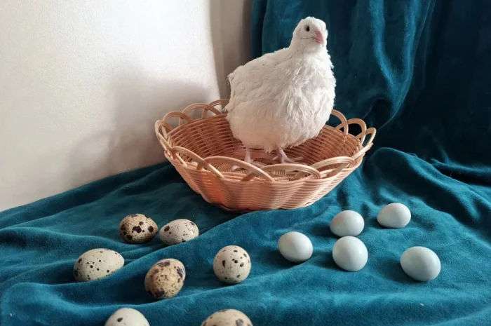 Перепелині інкубаційні яйця . Техас, Селадон.- фото № 1