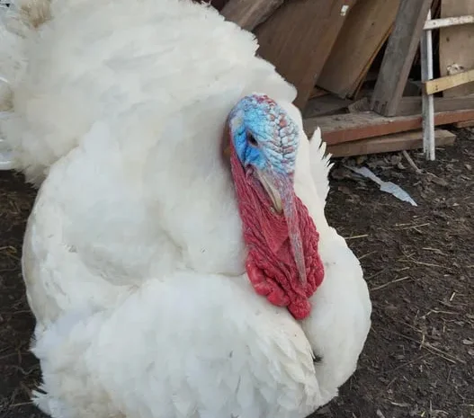 Індичі інкубаційні яйця- фото № 1