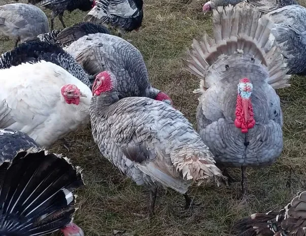 Інкубаційні індичі яйця- фото № 1