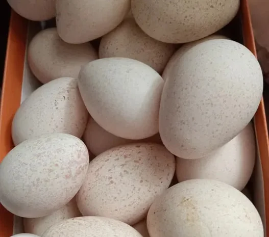 Продам інкубаційні індичі яйця- фото № 1