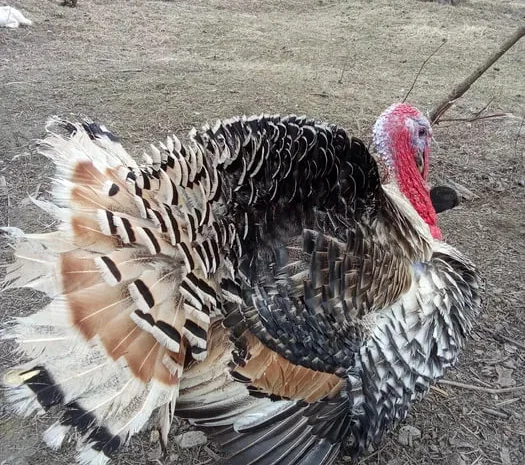 Продам індичі інкубаційні яйця- фото № 1