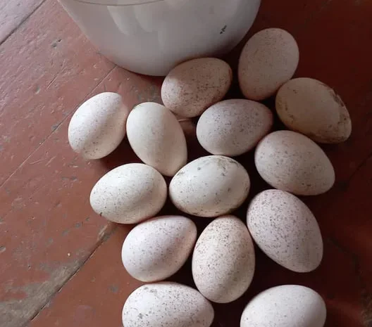 Інкубаційні індичі яйця домашні- фото № 1