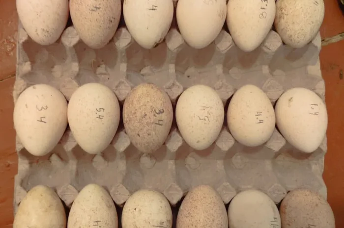 Індиче інкубаційне яйце в наявності- фото № 1