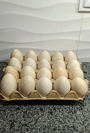 Індичі яйця для інкубації- фото № 1