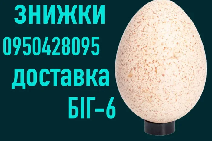 Яйцо Инкубационное| Яйце Інкубаційне | БИГ-6- фото № 1