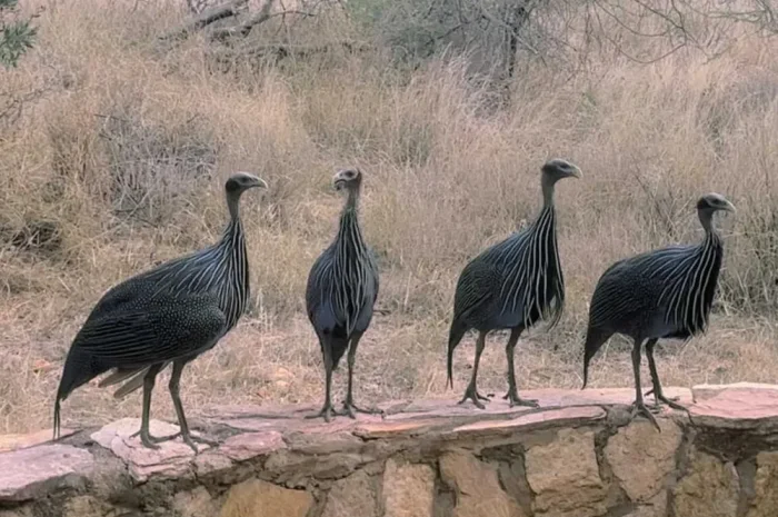 Інкубаційне яйце. Цесарка Грифова!- фото № 1