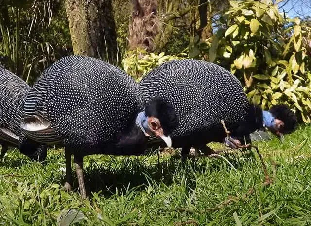 Інкубаційне яйце Цесарка Хохлата, Чубата.Молодняк- фото № 1