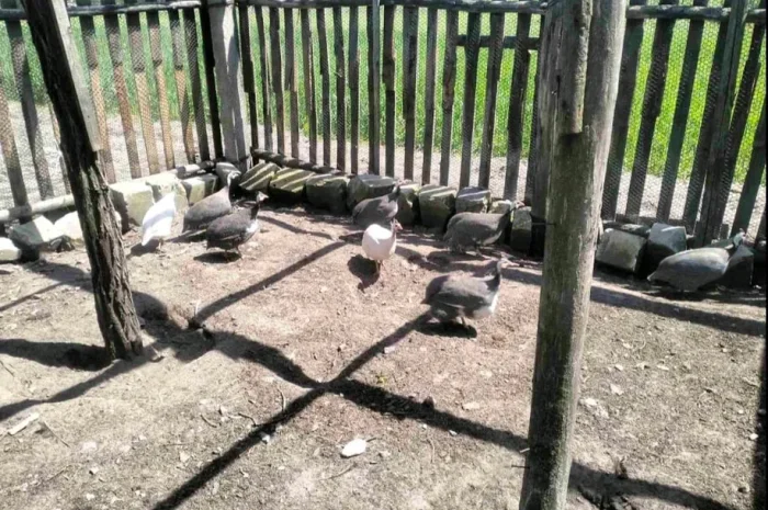 Продам інкубаційне яйце цесарки- фото № 1