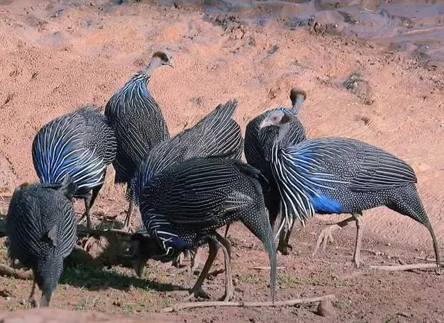 Продаємо інкубаційне яйце цесарки.Грифова, Хохлат- фото № 1