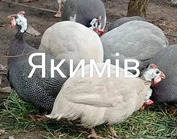 Інкубаційні яйця цесарок- фото № 1