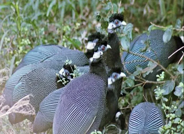 Інкубаційне Яйце. Птахи. Цесарка серо-крапчаста- фото № 1