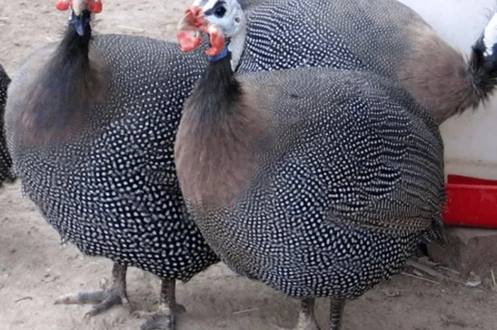 Яйце інкубаційне цесарки- фото № 1