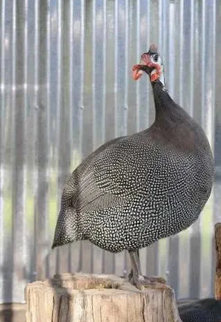 Продам інкубаційні яйця цесарки.- фото № 1