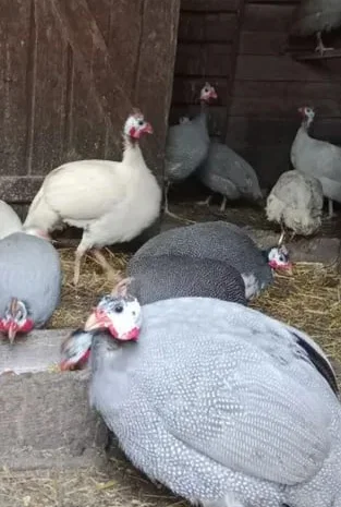 Цесарка(ія.яйце)- фото № 1