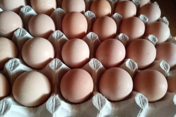 Інкубаційне яйце цесарки- фото № 1