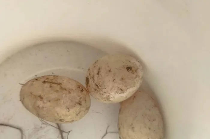 Яйце качине інкубаційне орвія- фото № 1