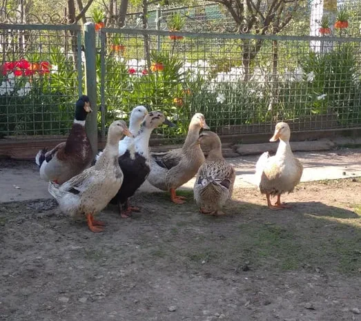 Інкубаційні яйця качок- фото № 1