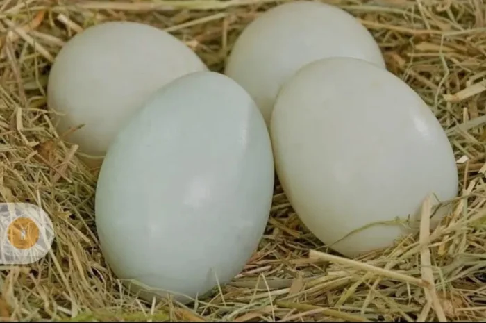 Інкубаційні яйця качині мускусна утка- фото № 1