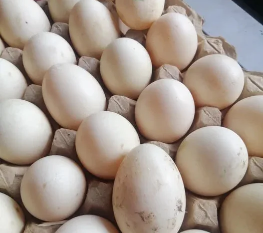 Яйця інкубаційні качок шипунів.- фото № 1
