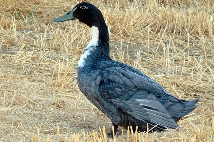 Інкубаційне качине яйце Блакитний Фаворит- фото № 1