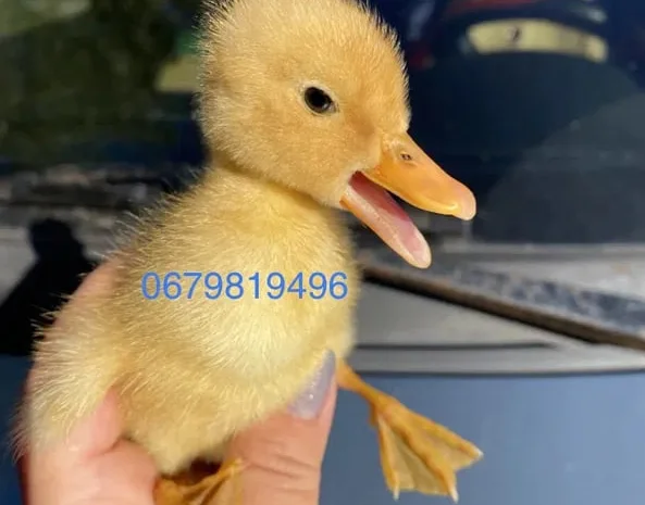 Качині інкубаційні яйця- фото № 1