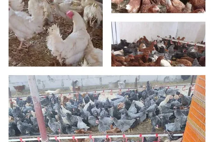 Продам кури несушки! Доставка безкоштовна.- фото № 1