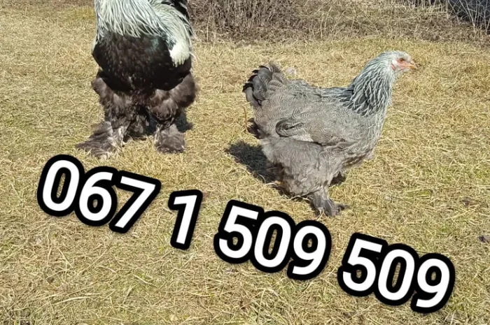 Великі кури Брами інкубаційні яйця- фото № 1