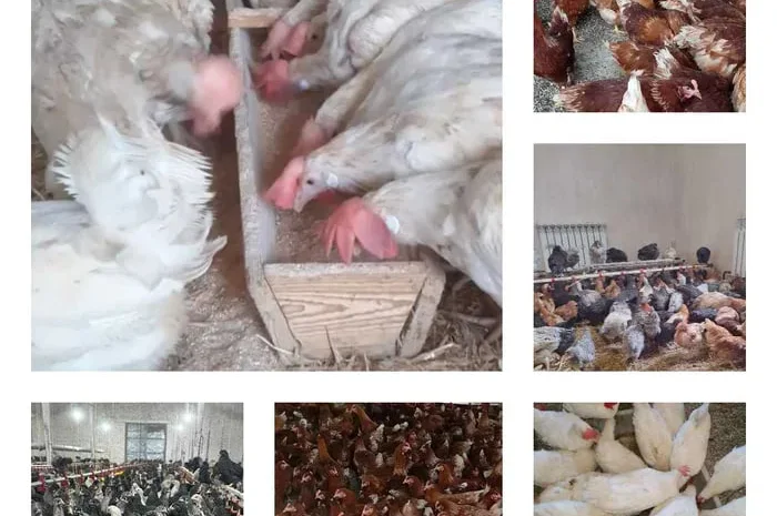 Продам кури несушки! Доставка безкоштовна.- фото № 1