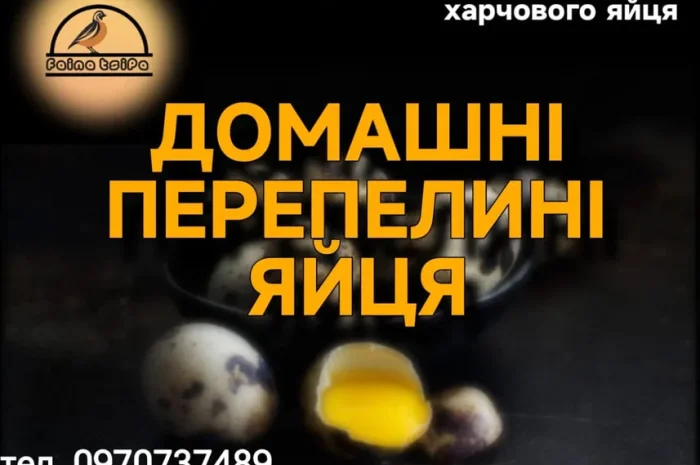 Перепелині Інкубаційні та харчові яйця- фото № 1