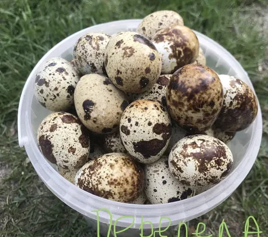 Яйця перепілок столові харчові інкубаційні- фото № 1