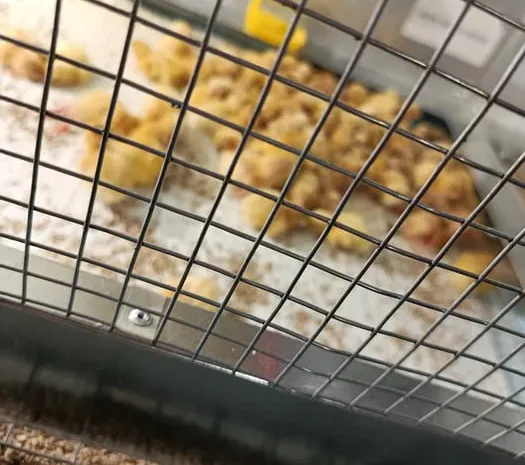 Перепела , яйця, підрощенні,добові , м'ясо- фото № 1