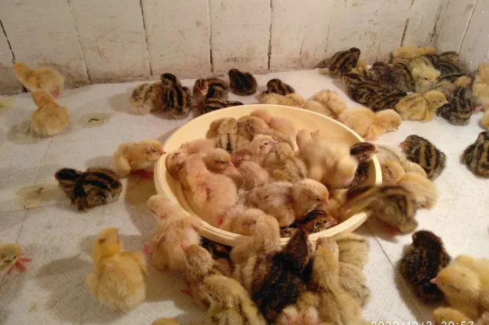 Перепела молодняк- фото № 1