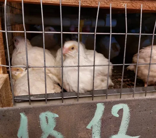 Перепела техасский белый- фото № 1