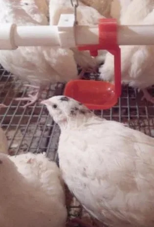 Перепела, породы Техасец- фото № 1