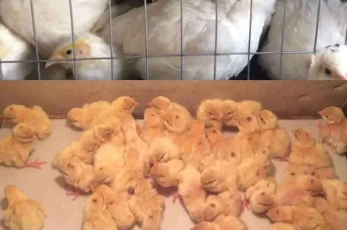 Перепела суточные- фото № 1