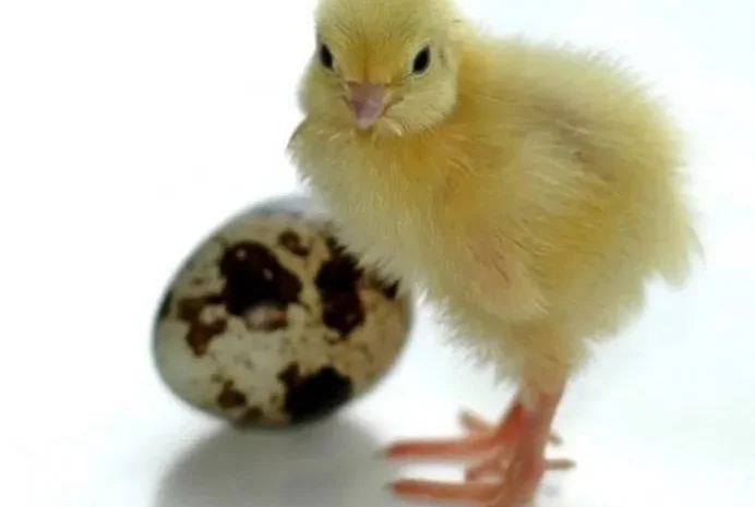 Перепел. Молодняк. Дорослі. Техасці. Естонці.- фото № 1